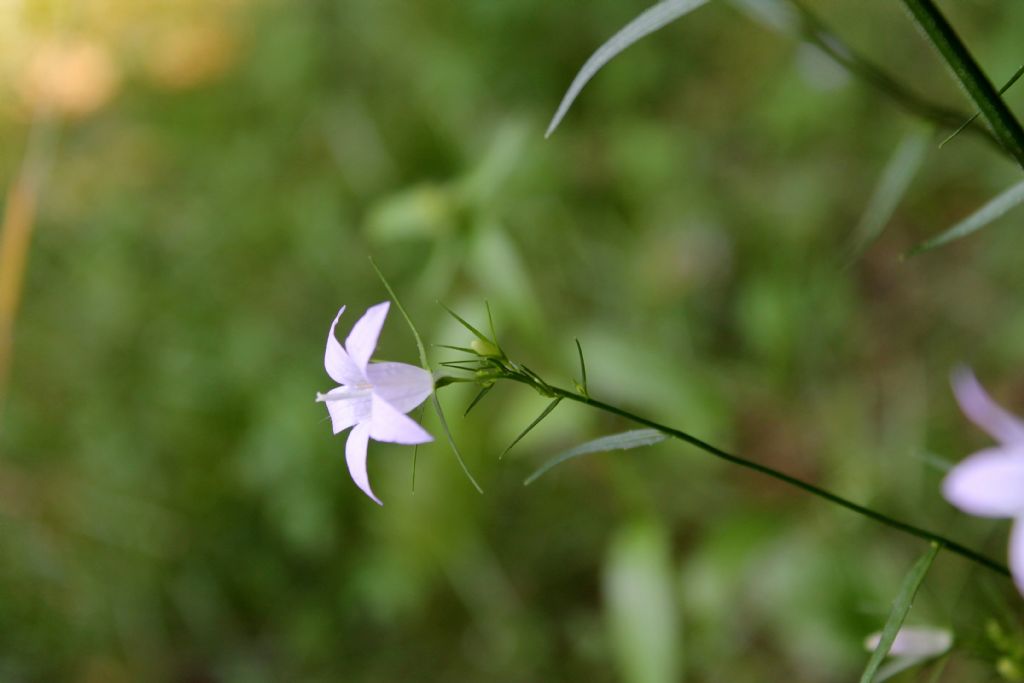 Campanula rapunculus